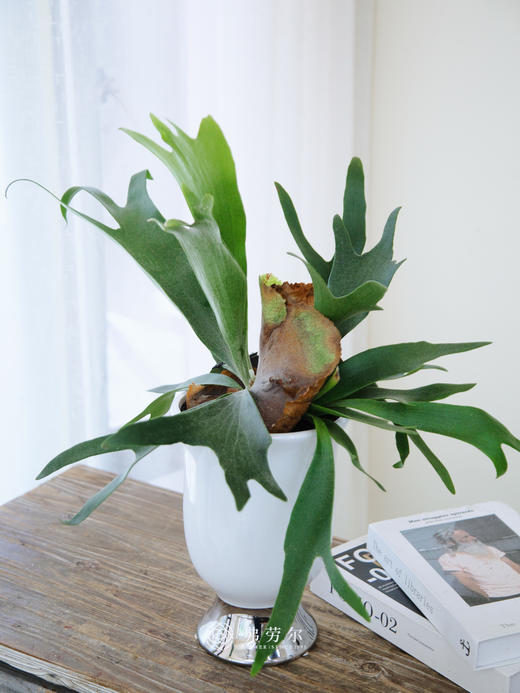 白盆鹿角蕨 商品图1