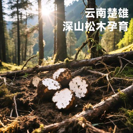 西域美农茯苓268g 冲泡、煮粥煲汤，制作糕点等都可以使用 商品图2