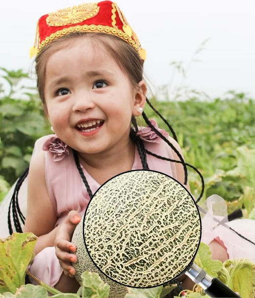 【直播专享】顺丰发货 新疆托克逊西州蜜25号  产地直发 橙红果肉滑嫩细腻 甘甜多汁 商品图1