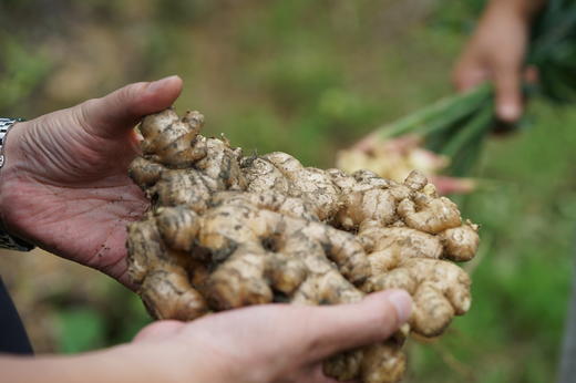 云南小黄姜（头茬老姜） 商品图2