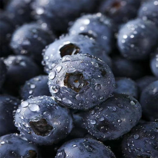 【丽江老君山露天蓝莓】 顺丰空运到家 自然种植 新鲜采摘 酸甜可口 口口爆浆 颗粒均匀 多汁味美 3种规格任选 商品图3