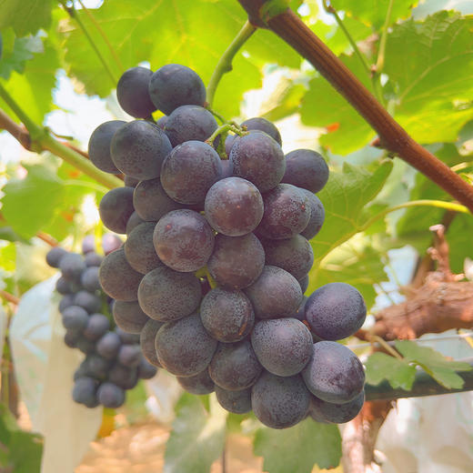 新鲜水果 皮薄肉厚风味浓郁 郧阳区早夏葡萄（无籽） 3斤装 商品图1