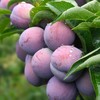 云阳南溪五月脆李！净重7斤，带箱8斤，大果，普通快递包邮，下雨不发货哟！ 商品缩略图0