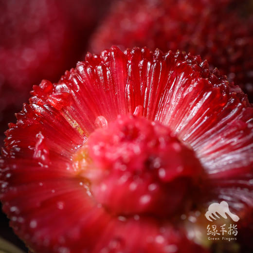 生态仙居东魁杨梅 | 合作生产*Eco-waxberry | Coproduction 商品图1