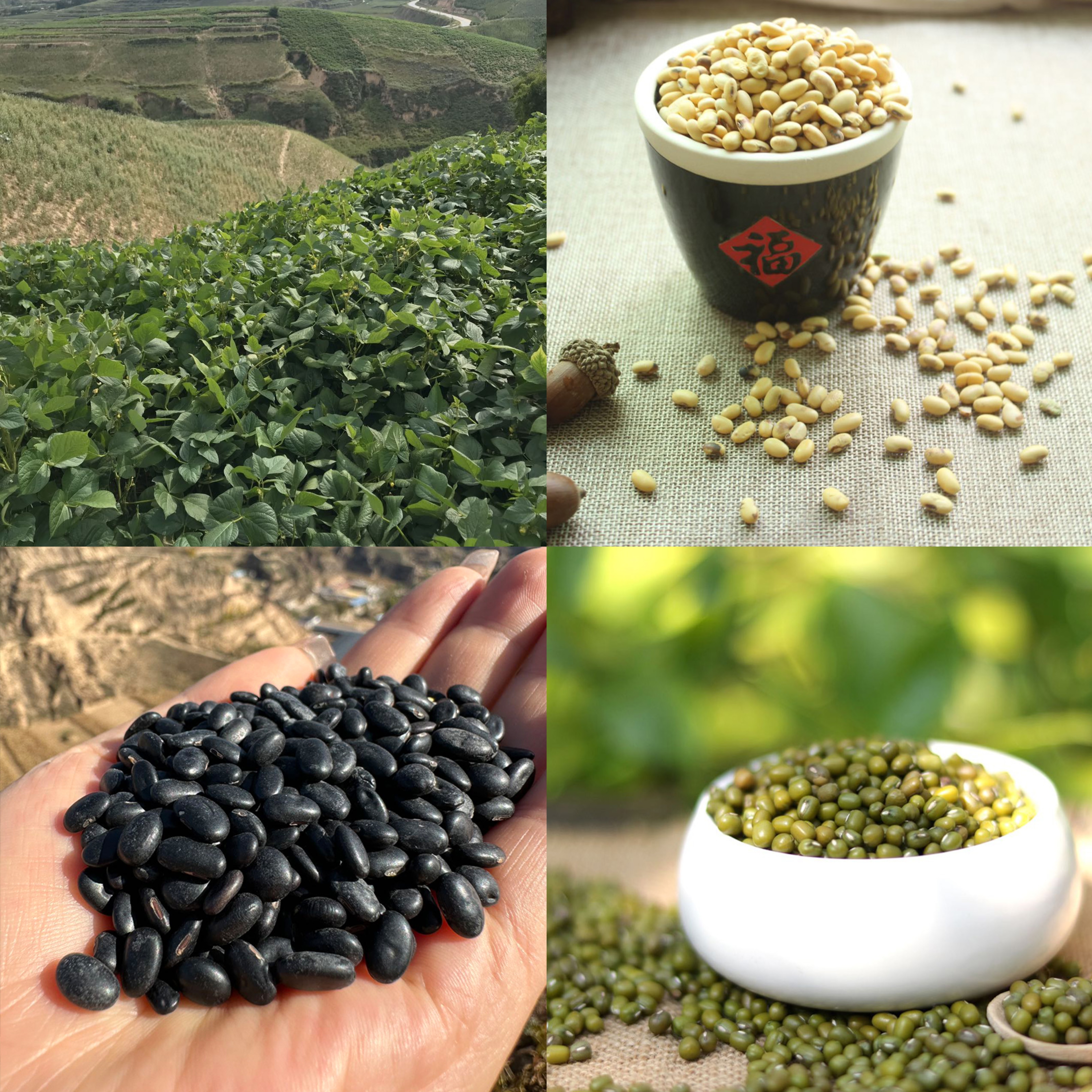 陕北农家绿豆+小黑豆+老品种黄豆【6斤包邮】