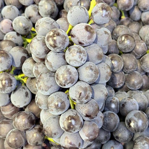 新鲜水果 皮薄肉厚风味浓郁 郧阳区早夏葡萄（无籽） 3斤装 商品图3