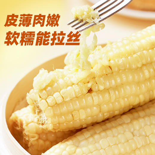 农科玉东北五常白甜糯玉米260g大棒8根装 商品图2