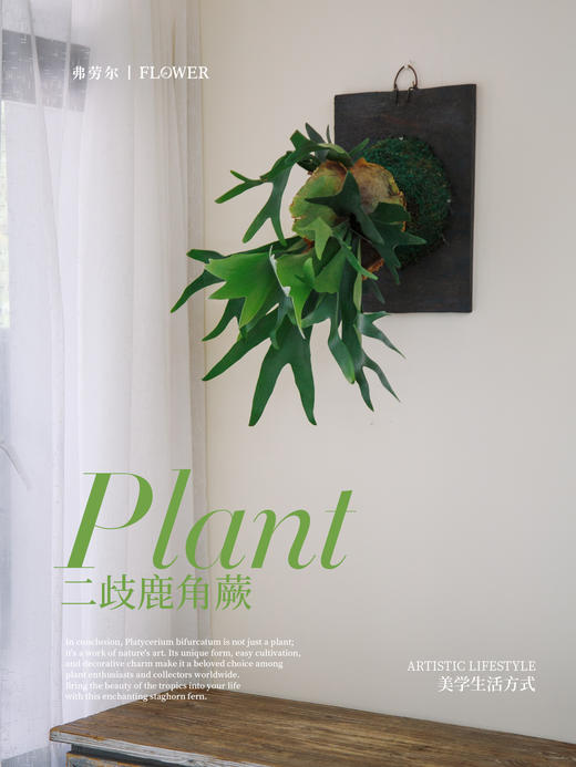 板植鹿角蕨 商品图2
