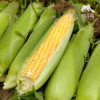 有机甜玉米 | 合作生产*Ecological fruit corn|  Partner Production 商品缩略图4