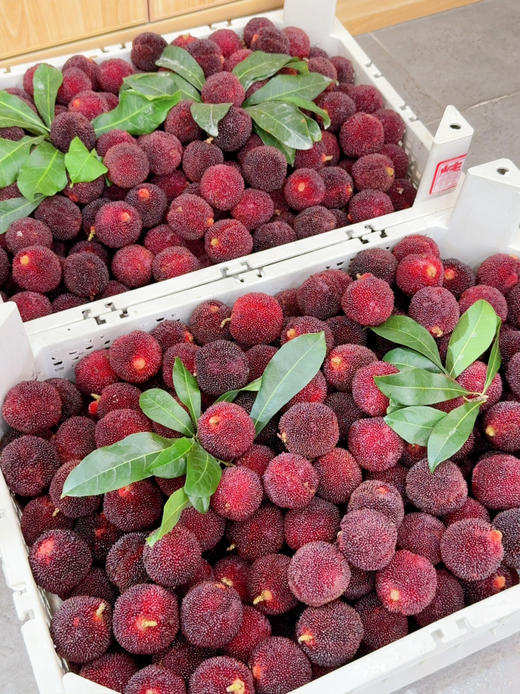 巨无霸仙居东魁杨梅 贡梅级别（78一斤）（买两斤送一斤） 商品图2