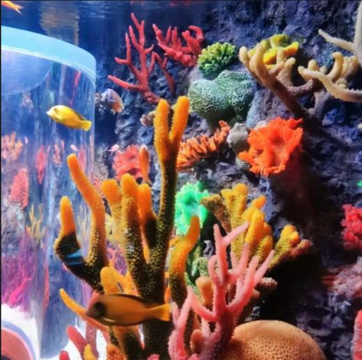 海洋半日游 商品图0