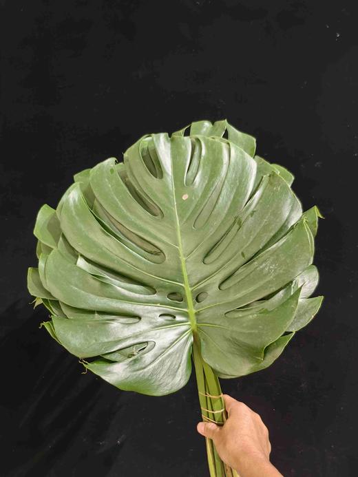 叶材龟背叶10支 商品图0