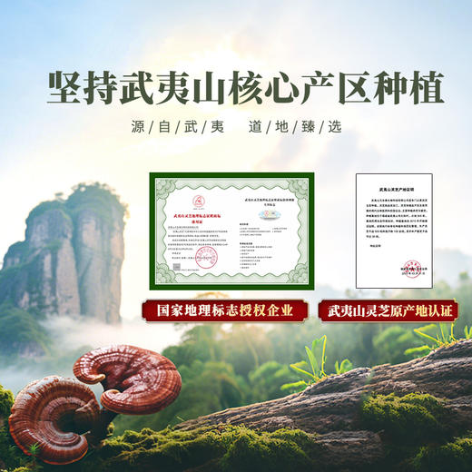 元生泰 灵芝红茶5g*2袋/盒*5盒  武夷灵芝与桐木关正山小种相融合 口感醇厚 商品图7