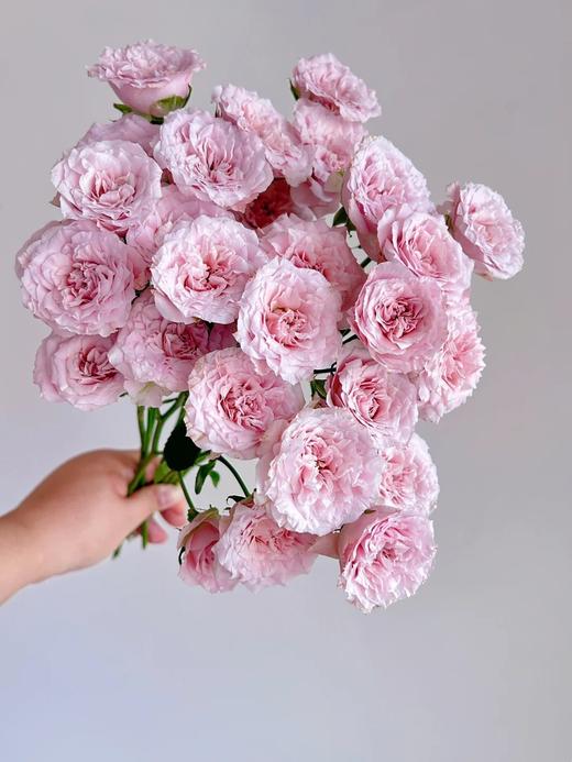 国产多头玫瑰花仙女罗拉10支 商品图3