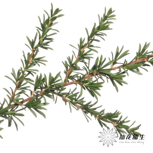 叶材 | 白星叶 商品图0