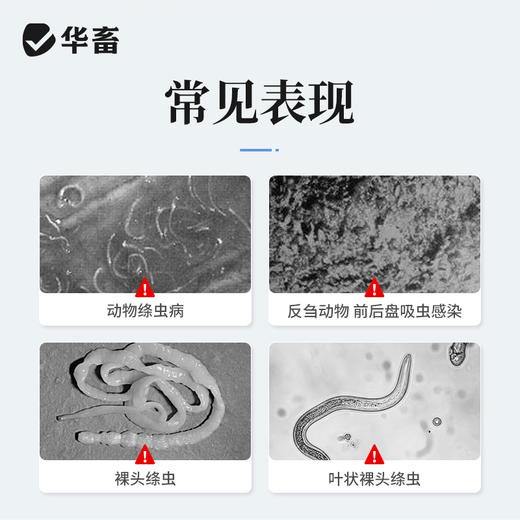 华畜兽药氯硝柳胺片牛羊家禽驱虫药灭绦灵绦虫反刍动物前后盘吸虫 商品图1