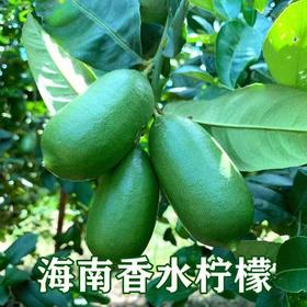 海南无籽香水柠檬子弹头