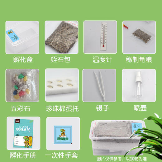 【观察新生命诞生的瞬间】忍者神龟乌龟蛋可孵化套装 中华草龟巴西龟 活物小宠物龟 体验孵化的乐趣【种植养殖玩具】 商品图4