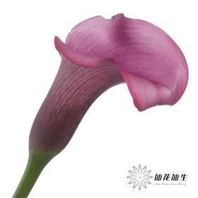 丽江马蹄莲 | 杜邦