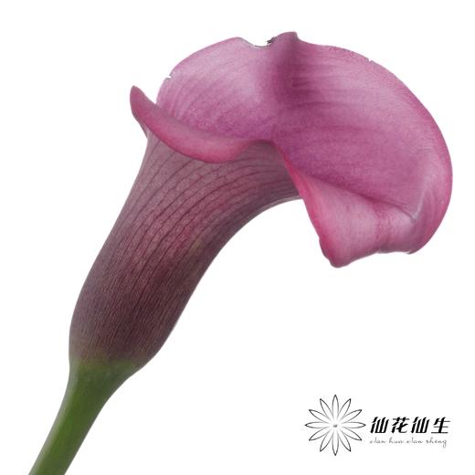 丽江马蹄莲 | 杜邦 商品图0