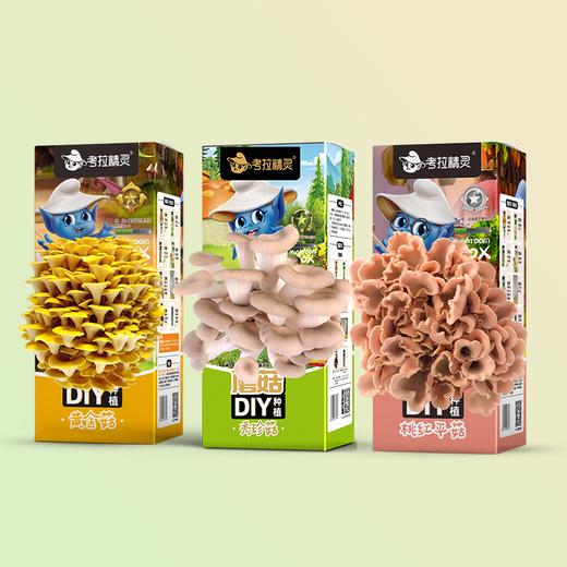【可食用性蘑菇 收到需尽快种植】考拉精灵平菇蘑菇种植包菌包2盒装 可食用儿童diy菌菇棒菌种子盆栽 商品图5