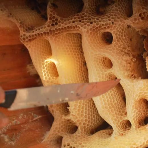 腊峰蜂业 冬蜜（土蜂蜜）1瓶*248g 厂家直发 商品图1