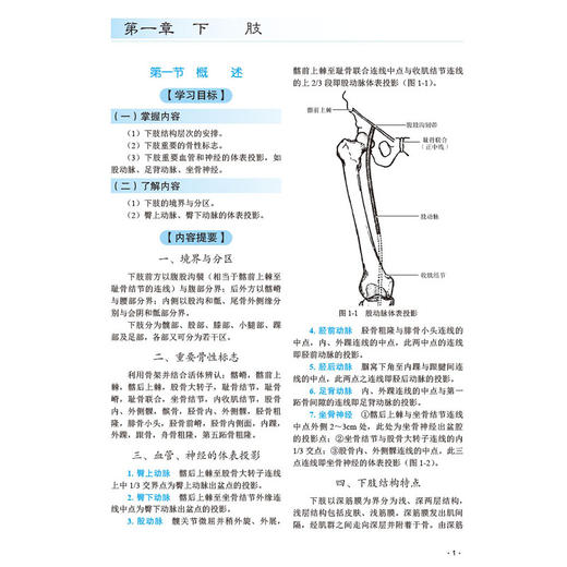 人体大体形态学实验（局部解剖学分册）(第3版）冉建华 供临床医学专业麻醉口腔影像针灸推拿等专业本科生研究生使用科学出版社 商品图4