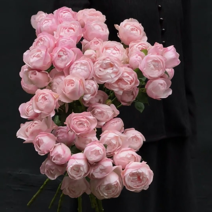 多头玫瑰-草莓杏仁-10支/扎