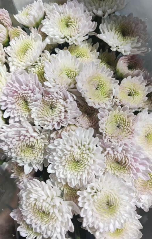 小菊 | 小菊卡名粉 商品图0