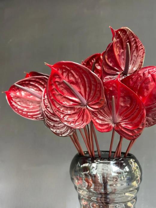 精品红掌尼诺黑掌一盒 商品图4