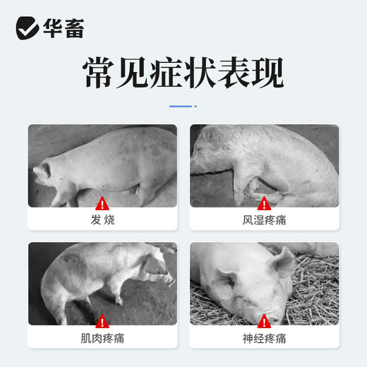 华畜兽药 复方氨基比林注射液 抗风湿解热镇痛 猪牛羊马用 商品图1