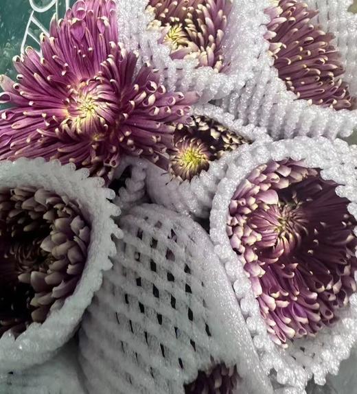 小菊 | 烟花菊红樱 商品图0