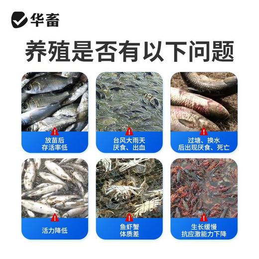 华畜VC泡腾片应激宝小龙虾蟹鱼用电解多维生素C应激灵水产养殖 商品图1