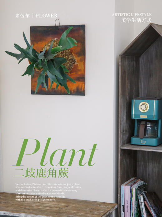 板植鹿角蕨 商品图2