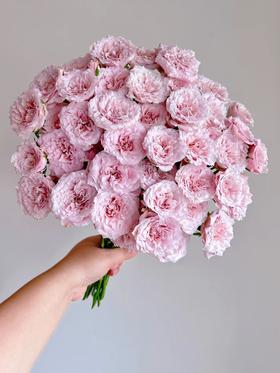 国产多头玫瑰花仙女罗拉10支