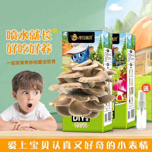 【可食用性蘑菇 收到需尽快种植】考拉精灵平菇蘑菇种植包菌包2盒装 可食用儿童diy菌菇棒菌种子盆栽 商品图1