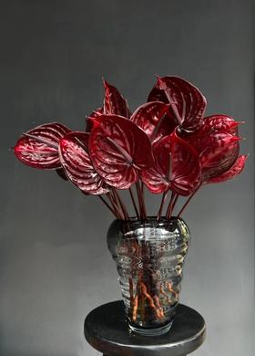 精品红掌尼诺黑掌一盒