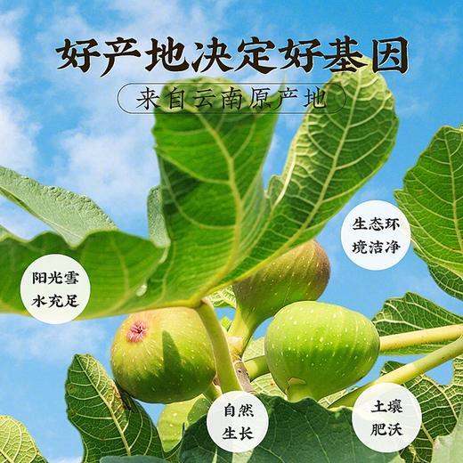 灵均【中国农科院】无花果干 颗颗精选好货无烂果200g/罐 商品图5