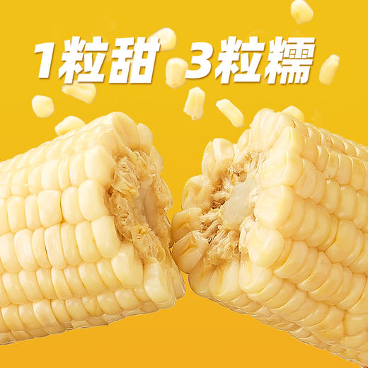 农科玉东北五常白甜糯玉米260g大棒8根装 商品图1