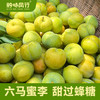 正宗六马蜂糖李蜜甜脱骨李顺丰包邮（市直机关） 商品缩略图1