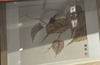 齐白石卡纸画 - 贝叶草虫 商品缩略图0