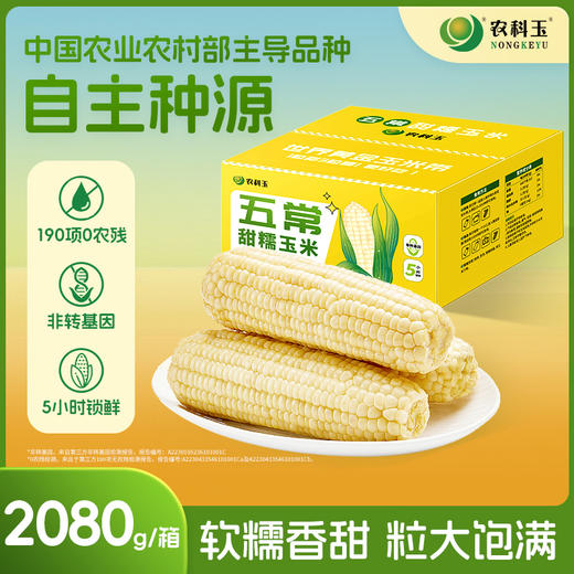 农科玉东北五常白甜糯玉米260g大棒8根装 商品图0