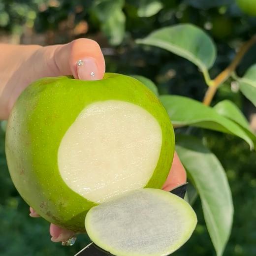 【青皮梨】清甜多汁 肉嫩无渣 青皮酥梨 4.5斤装 商品图1