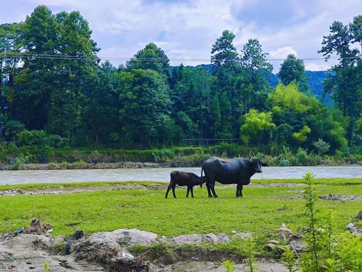 水牛满满原生A2β-‍酪蛋白水牛纯牛奶优质蛋白5.3g/盒原生高钙163mg/⁫盒喝一次必复购的水牛满满基地直邮 商品图7