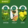 正宗六马蜂糖李蜜甜脱骨李顺丰包邮（市直机关） 商品缩略图3