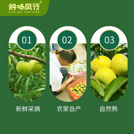 正宗六马蜂糖李蜜甜脱骨李顺丰包邮（市直机关） 商品图3