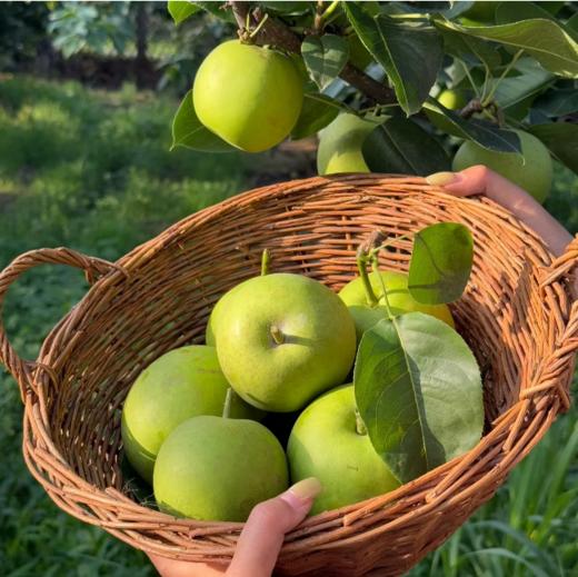 【青皮梨】清甜多汁 肉嫩无渣 青皮酥梨 4.5斤装 商品图3