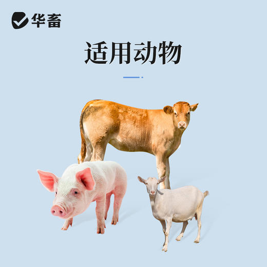 华畜兽药 复方氨基比林注射液 抗风湿解热镇痛 猪牛羊马用 商品图2