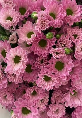 小菊 | 小菊少女粉