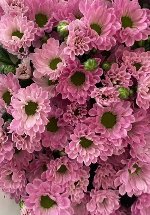 小菊 | 小菊少女粉 商品图0